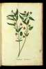  Fol. 315 

I
Viola fruticosa
Viola arborea: